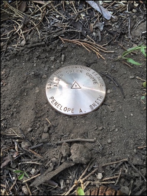 Round marker in front of redwood tree